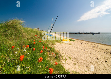 Des dunes et de la plage sur l'île Amrum, Mer du Nord, Schleswig-Holstein, Allemagne, Europe Banque D'Images