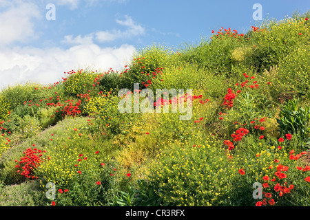 Coquelicot (Papaver) croissant sur une pente Banque D'Images