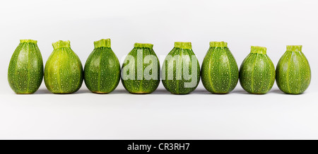 Cucurbita pepo. Mini ballon 8 courgettes dans une rangée sur un fond blanc. Banque D'Images