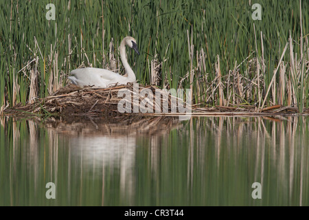 Cygne trompette (Cygnus buccinator), un stylo sur le nid Banque D'Images