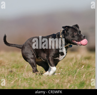 STAFFORDSHIRE BULL TERRIER CHIEN QUI COURT AVEC LA BALLE DANS SA BOUCHE.UK Banque D'Images