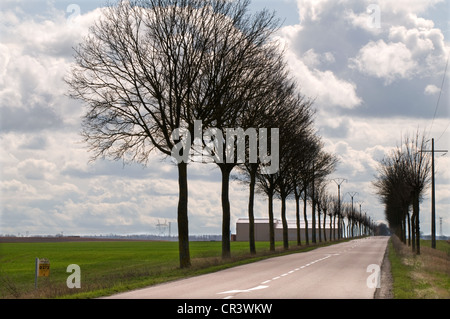 Ouvert vide pays Service route D373 juste au sud de Queudes Bourgogne France avec l'avenue d'arbres sans feuilles sans feuilles Banque D'Images