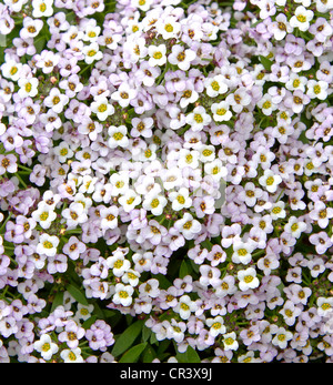 Close up image de fleurs alyssum Banque D'Images