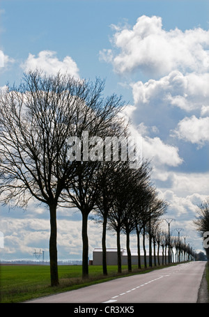 Ouvert vide pays Service route D373 juste au sud de Queudes Bourgogne France avec l'avenue d'arbres sans feuilles sans feuilles Banque D'Images