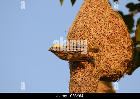 Beau mâle baya weaver (Ploceus philippinus) Banque D'Images