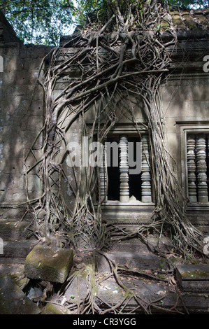 Ruines de Beng Mealea, Angkor, Cambodge Banque D'Images