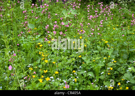 Fleurs sauvages en pays auburn, England, UK Banque D'Images