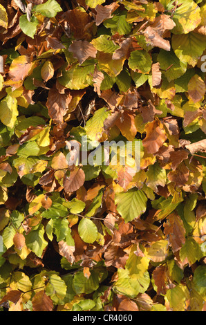 Couverture d'automne hêtre, hêtre européen ou le hêtre commun (Fagus sylvatica), Borken, Münster, Rhénanie du Nord-Westphalie Banque D'Images