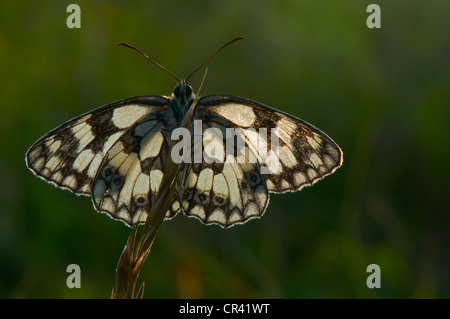 Papillon blanc marbré se dorant dans soleil du matin pour s'échauffer avant le vol. Banque D'Images