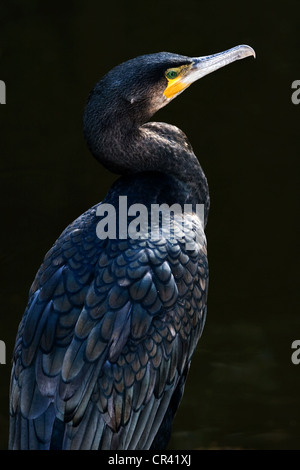 Grand cormoran Phalacrocorax carbo ou debout au bord de l'eau dans le soleil l'après-midi Banque D'Images