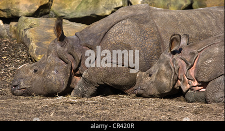 Rhinocéros indien- Mère et enfant se reposant dans soleil Banque D'Images