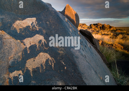 Pétroglyphes du San, Bushmen, près de Kenhardt, Northern Cape, Afrique du Sud, l'Afrique Banque D'Images