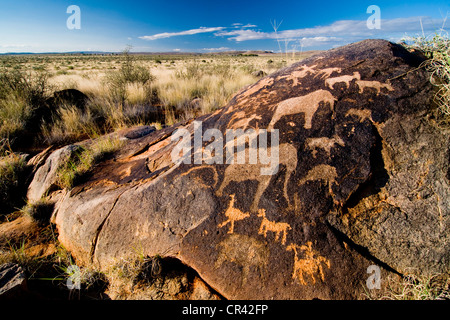 Pétroglyphes du San, bushmen, près de Kenhardt, Northern Cape, Afrique du Sud, l'Afrique Banque D'Images