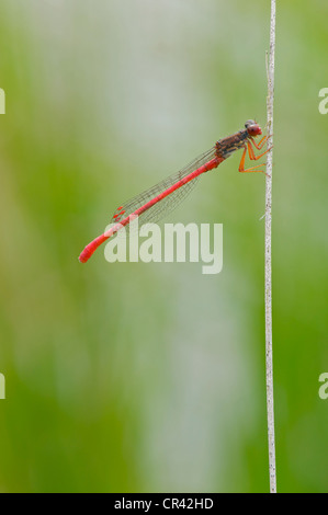 Petite demoiselle rouge perché sur un roseau Banque D'Images