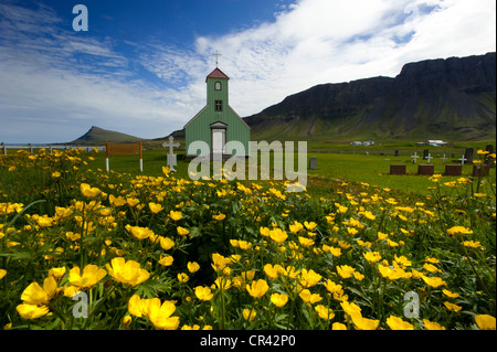 Prairie avec renoncules (Ranunculus) en face de l'église de Árnes, Strandir, Westfjords, Islande, Europe Banque D'Images