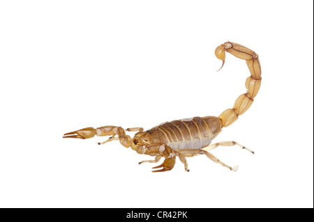 Scorpion jaune commun (Buthus occitanus) Banque D'Images