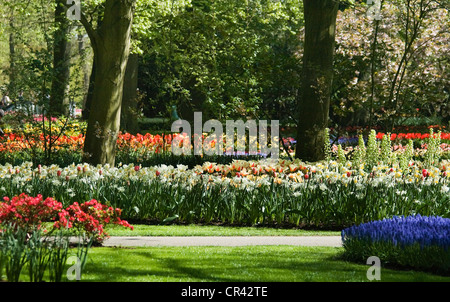 Floraison des jonquilles et tulipes dans le parc au printemps Banque D'Images