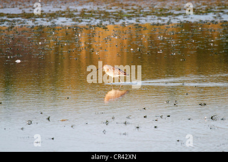 Curlew (Numenius arquata) Wagejot dans la réserve naturelle sur la mer du Nord île de Texel, Hollande du Nord, Pays-Bas, Europe Banque D'Images