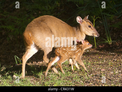 Muntjac Deer Ou Barking Deer, Doe Et Fawn, Mère Et Bébé, Angleterre Du Sud-Est, Royaume-Uni Banque D'Images