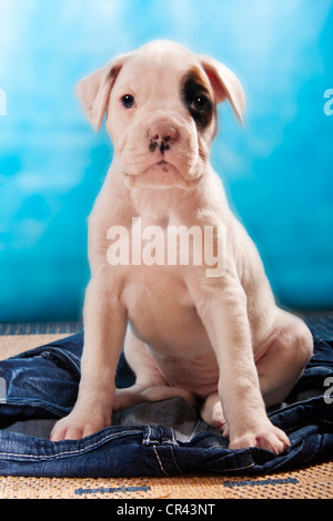 Chiot Boxer de jeans Banque D'Images