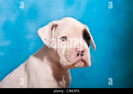 Chiot Boxer, portrait Banque D'Images