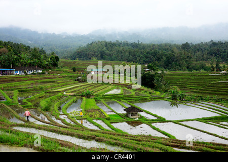 Plantation de riz dans l'après-midi nuageux. Bali, Indonésie Banque D'Images