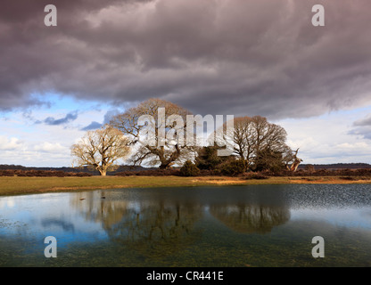 Groupe d'arbres se reflétant dans l'eau d'un étang à Mogshade Bolderwood, Hill, près de Parc national New Forest, Hampshire, Royaume-Uni Banque D'Images