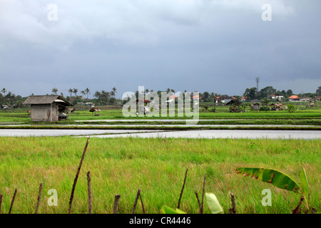 Plantation de riz dans l'après-midi nuageux. Bali, Indonésie Banque D'Images