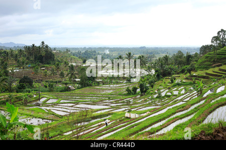 Plantation de riz dans l'après-midi nuageux. Bali, Indonésie Banque D'Images