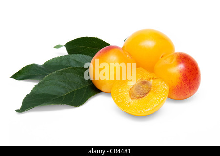 Les prunes et cerises jaunes trois demi cherry plum sur fond blanc Banque D'Images