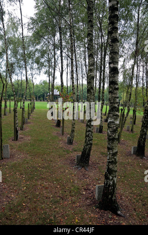 Lignes d'arbres dédiés au Bois de la paix (le bois de la paix), près de Bastogne, Belgique wallonne,. Banque D'Images