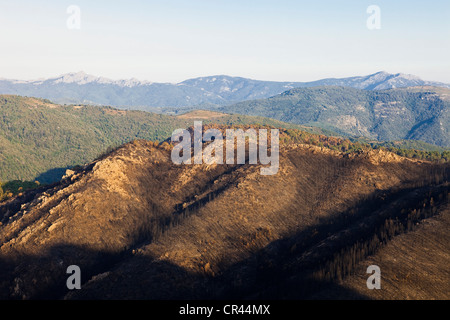 France, Corse du Sud, Petreto, forêt brûlée par un incendie en juillet 2009 Banque D'Images