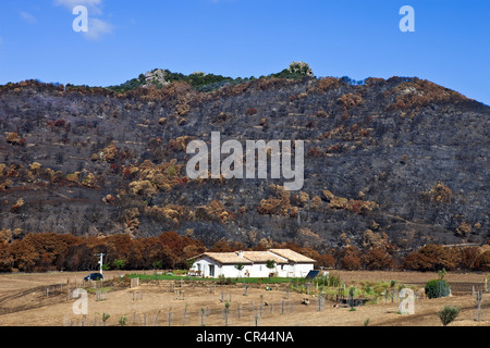 France, Corse du Sud, l'incendie Banque D'Images