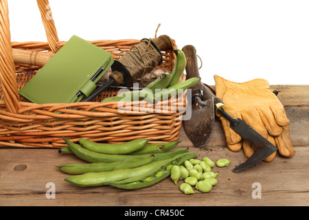 De la récolte des fèves avec un panier et les outils de jardinage sur un banc en bois Banque D'Images