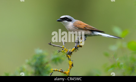 Pie-grièche écorcheur (Lanius collurio), homme perché sur une brindille, Alpes Souabe de la biosphère, une réserve de biosphère de l'UNESCO Banque D'Images