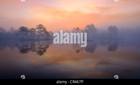 Tôt le matin, l'aube, dans le marais, dalarna, Suède, Scandinavie, Europe Banque D'Images