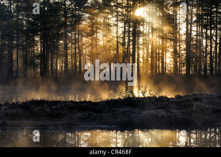 Tôt le matin, l'aube, dans le marais, dalarna, Suède, Scandinavie, Europe Banque D'Images