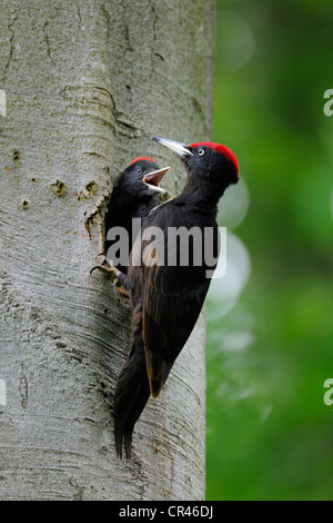 Pic noir (Dryocopus martius) au nid dans un hêtre avec chick (Fagus sylvatica), Biosphaerenreservat Alb Schwaebische Banque D'Images