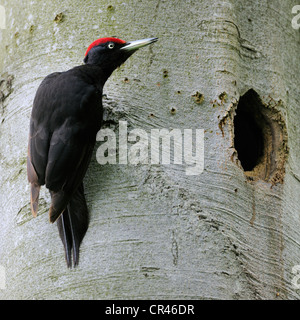 Pic noir (Dryocopus martius) au nid dans un hêtre (Fagus sylvatica), Biosphaerenreservat Schwaebische Alb souabe ou Banque D'Images