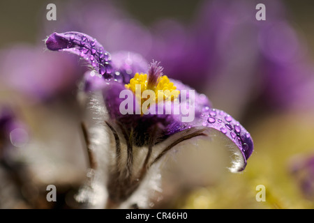 Anémone pulsatille (Pulsatilla vulgaris), couvert de gouttes de rosée, fleur, la Réserve de biosphère des montagnes Souabes Banque D'Images