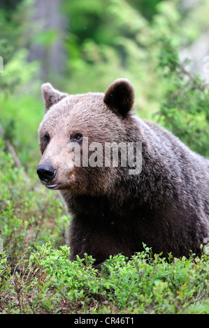 Ours brun (Ursus arctos), mâle adulte, portrait, la Carélie, l'Est de la Finlande, Finlande, Europe Banque D'Images