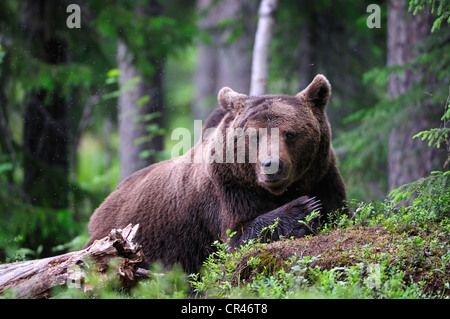 Ours brun (Ursus arctos), mâle adulte, la Carélie, l'Est de la Finlande, Finlande, Europe Banque D'Images