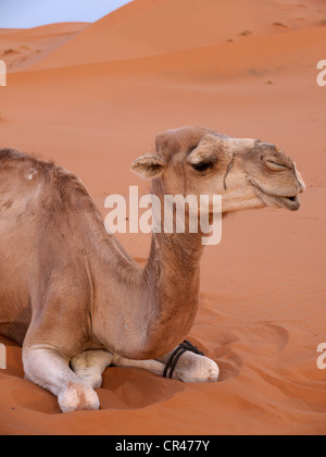 Portrait d'un dromadaire au repos ou Arabian Camel (Camelus dromedarius), dans les dunes de sable du désert de l'Erg Chebbi Banque D'Images