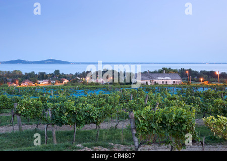 La tombée de la vue à travers les vignobles de Szeremley Winery les rives du Lac Balaton à Budapest, Hongrie. Banque D'Images