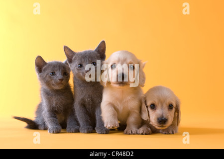 Deux chatons bleu russe et deux chiots Teckel Banque D'Images