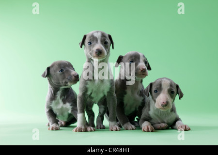 Quatre Chiots Lévriers italiens Banque D'Images