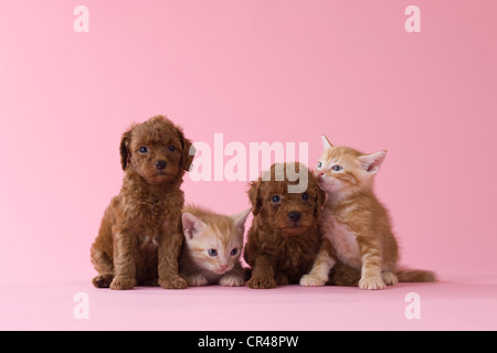 Deux American Shorthair chaton et deux chiot caniche Toy Banque D'Images