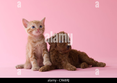 American Shorthair chaton et chiot caniche Toy Banque D'Images