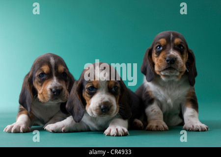 Trois Chiots Basset Hound Banque D'Images