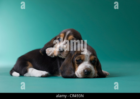 Deux Chiots Basset Hound Banque D'Images